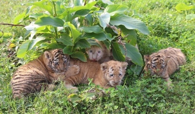 Тигрята впервые наслаждаются солнечными ваннами на природе (5 фото)