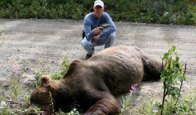 Убили медведя (5 фото)