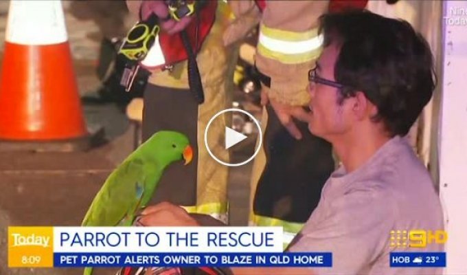 Попугай спас жизнь спящему хозяину и сымитировал звук будильника во время пожара