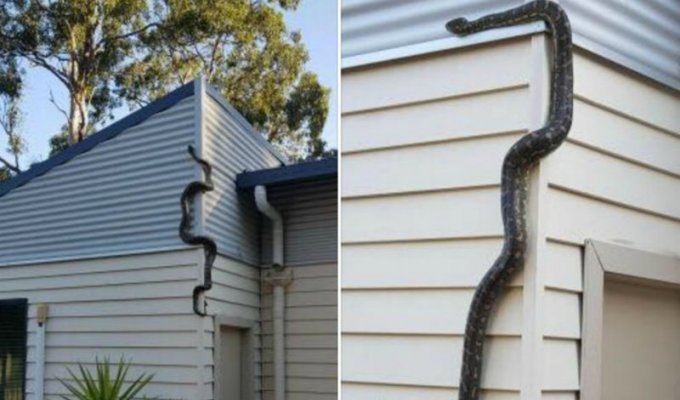 Австралиец случайно приютил огромного питона - пока не понял, что у змея далеко не добрые планы (5 фото + 1 видео)
