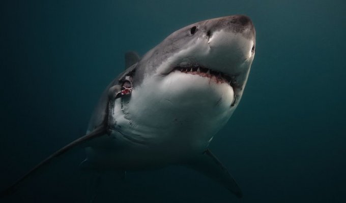 Большая белая акула (33 фото)