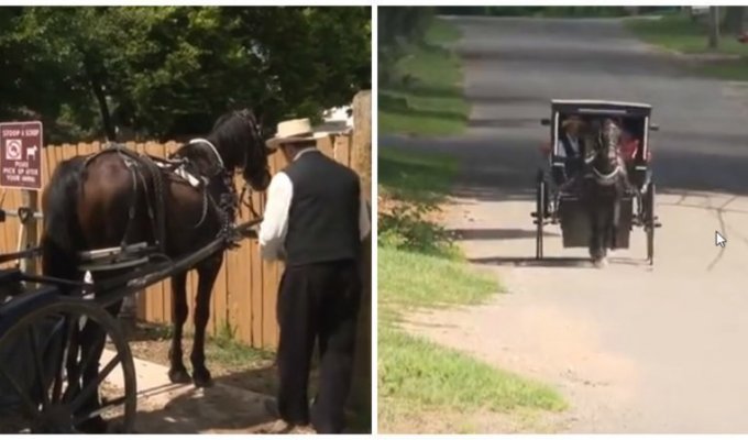 Амиши запустили собственный Uber с лошадьми и каретами (3 фото)