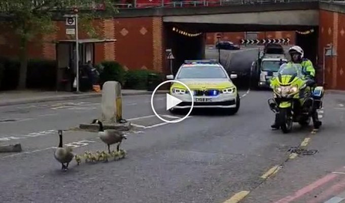 Полицейские перекрыли движение, чтобы сопроводить семейство гусей