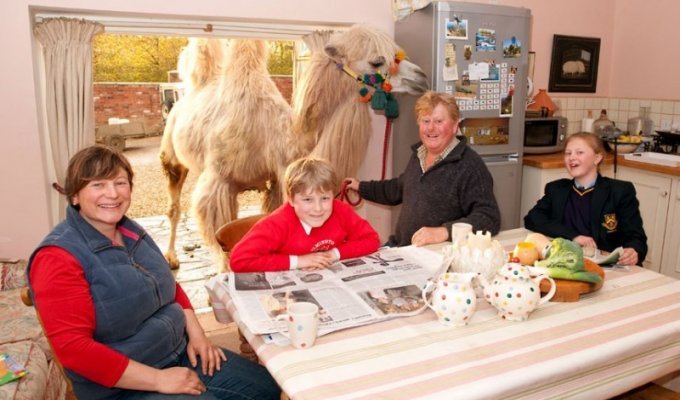 Верблюды британской семьи Фоссетт (11 фото)