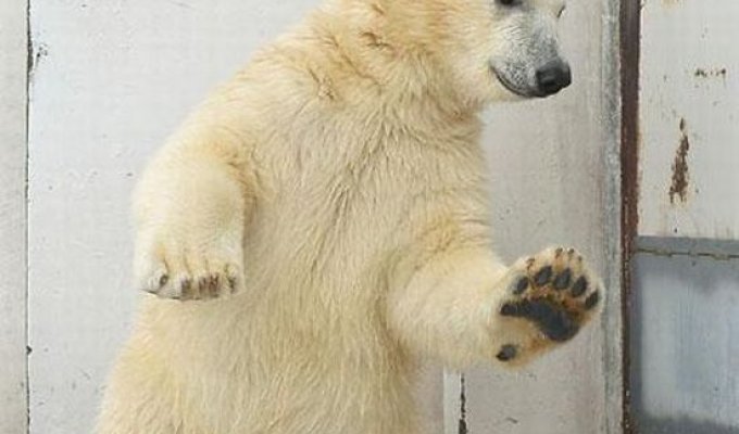 Танцующий медвежонок (4 фото)
