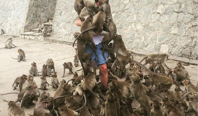 Забавная битва фотошоперов по поводу обезумевших обезьян (12 фото)