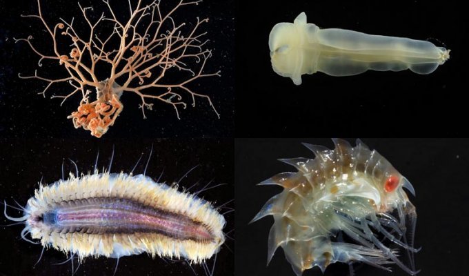 Обитатели морских глубин (24 фото)