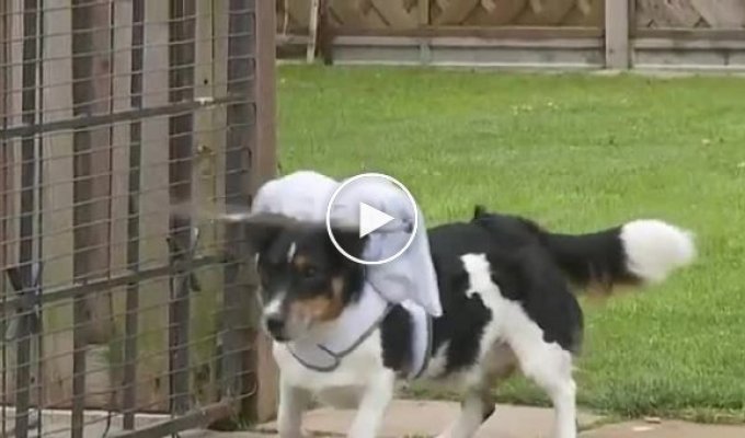 Хозяйка придумала креативный способ как защитить своего слепого пса от ударов