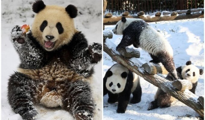 Как дети малые: панды-близнецы впервые увидели снег (11 фото)