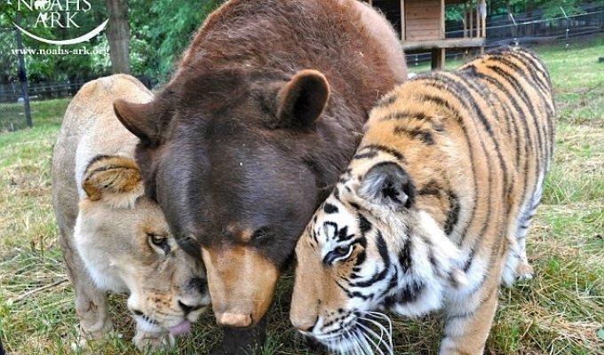 Умер лев Лео друживший и живший 15 лет с друзьями медведем и тигром (9 фото)