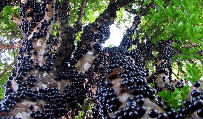 Удивительное виноградное дерево джаботикаба (16 фото)