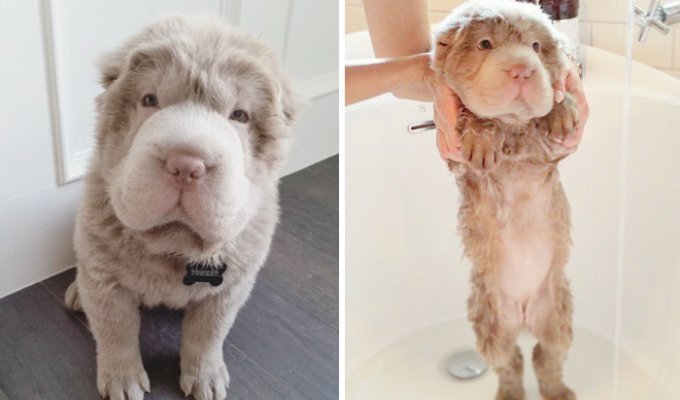 27 смешных собак, сфотографированных до и после принятия ванны (27 фото)
