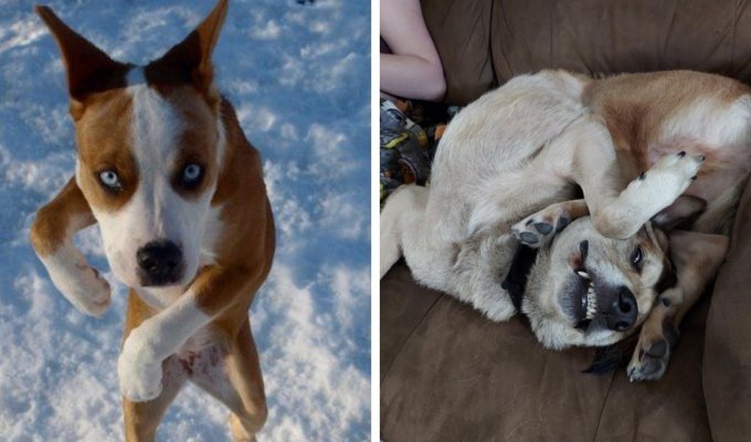 Эти собаки ведут себя странно и смешно (16 фото)