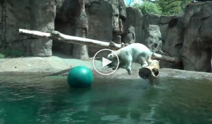 Неуклюжая полярная медведица не может поймать мяч