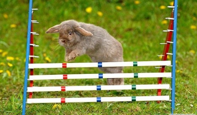  Соревнования кроликов (5 Фото)