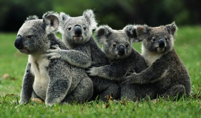 Интересные факты о коалах – милых сумчатых животных (12 фото + 1 видео)