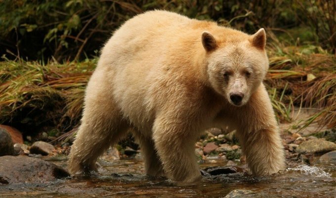 Медведь Кермода: Лесные призраки из Канады. Почему целая популяция чёрных медведей стала белоснежной? (8 фото)
