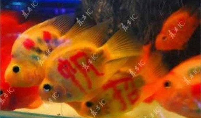 Золотые рыбки с татуировкой (11 фото)
