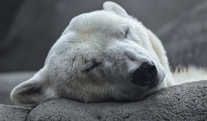 На Чукотке жители села находятся в постоянном страхе из-за белых медведей (3 фото)