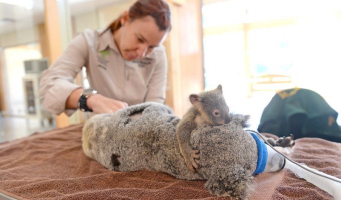 Малыш коала не отходил от матери во время операции (8 фото)