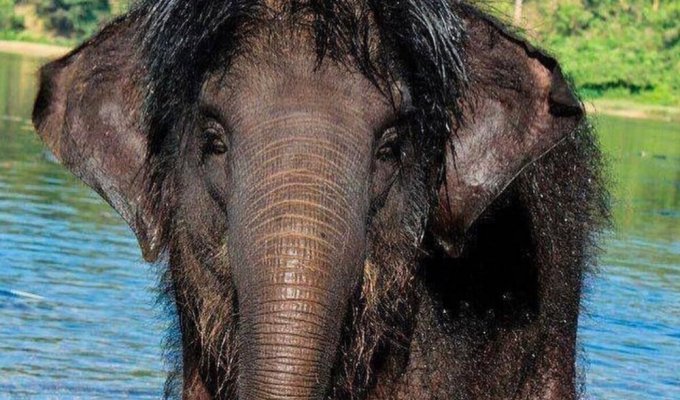 Феномен волосатых слонят: неужели наследие мамонтов ещё живо? (5 фото)