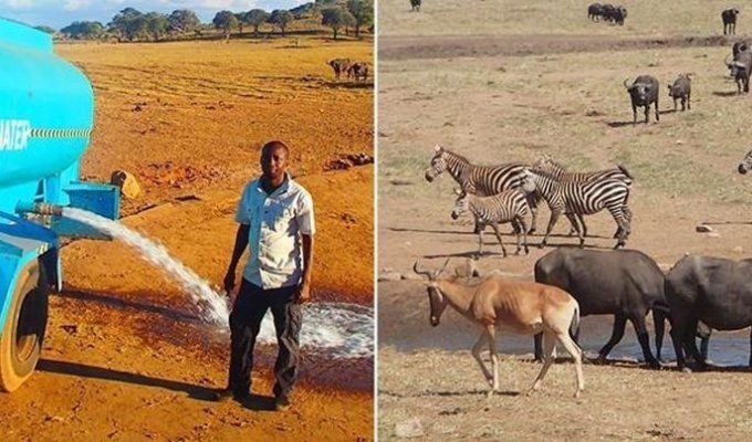 Фермер из Кении доставляет воду для диких животных во время засухи (2 фото)
