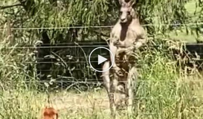 Не на того напал! Австралиец заснял встречу собаки с кенгуру