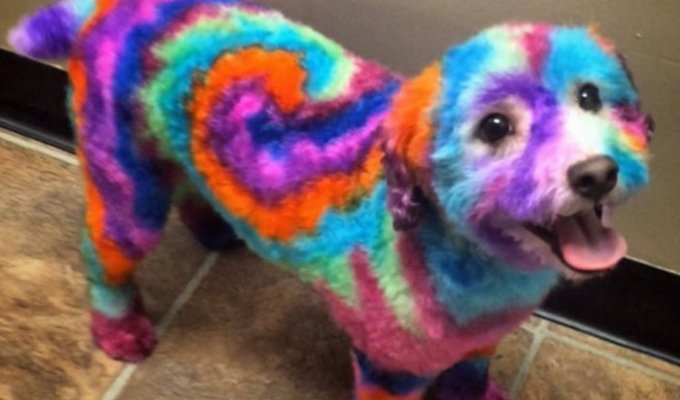 Женщина красит свою собаку в психоделические цвета, потому что, как она говорит, ей это нравится (4 фото)