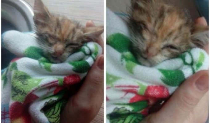 История спасения одного котенка (5 фото)
