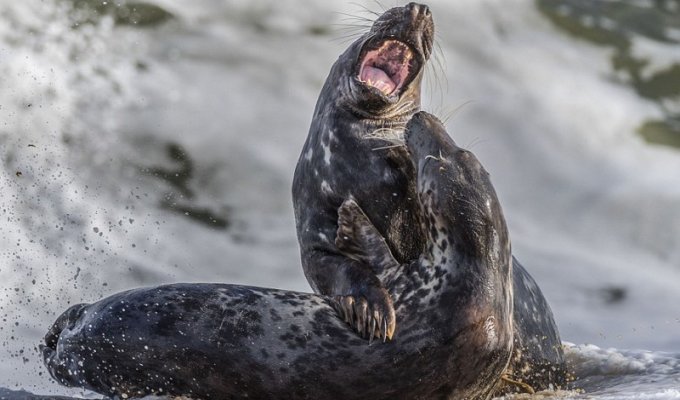 Боевая ничья: схватка двух тюленей (10 фото)