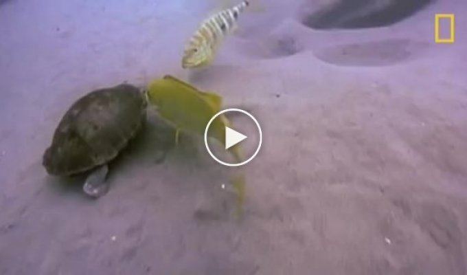 Рыбы против черепахи
