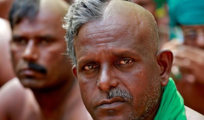 Индийские фермеры бреют голову на половину, жрут крыс и хвастаются черепами самоубийц (9 фото)