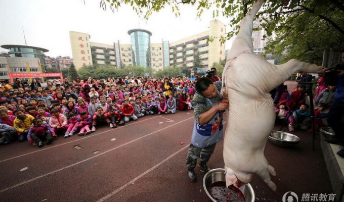 Китайским первоклассникам показали, как правильно разделывать свинью (6 фото)