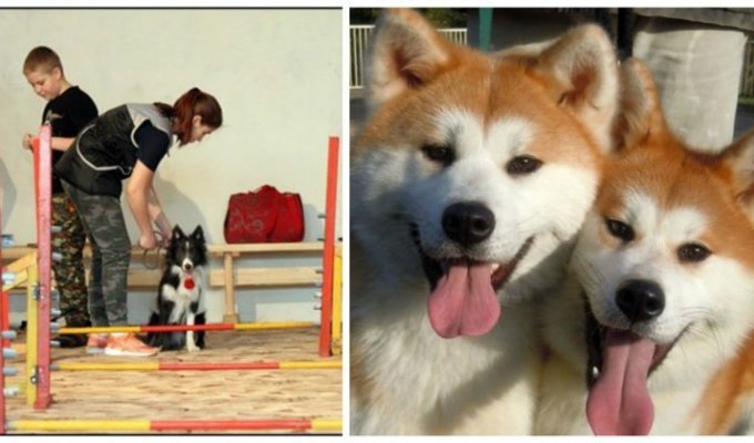 В штат красноярской школы приняли 40 собак (6 фото + 1 видео)