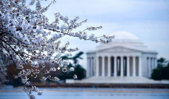 Фестиваль цветения сакуры в Вашингтоне (14 фото)