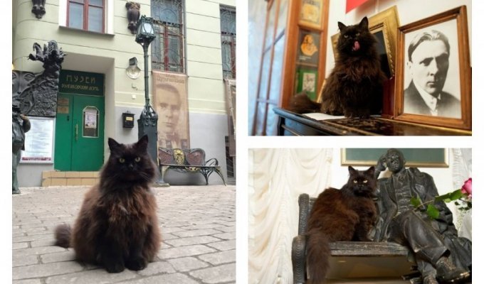 В Москве объявлен план "лапки": из дома-музея Булгакова украли кота Бегемота (2 фото)