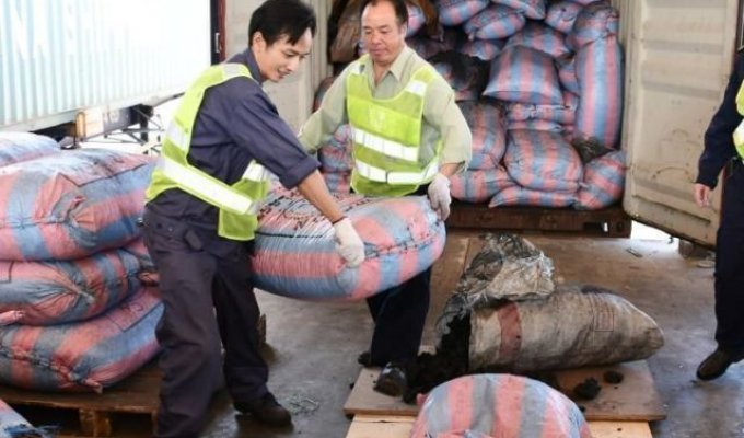 В Китае у браконьеров изъяли 12 тонн чешуи панголинов (8 фото)