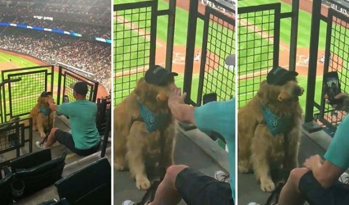 Пёс терпеливо держал во рту хот-дог, пока владелец пытался его сфотографировать (3 фото + 1 видео)