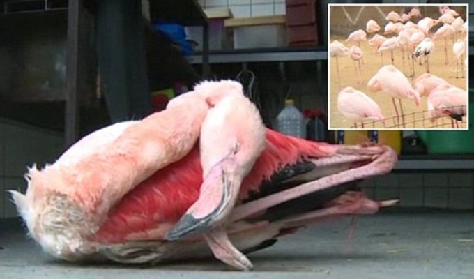 Малолетки забили до смерти фламинго в зоопарке (4 фото)