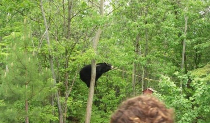Медведь и кормушка (5 фотографий)