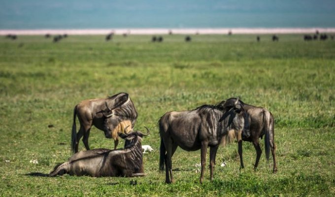 Появление на свет детеныша антилопы Гну и его первые шаги (10 фото + видео)