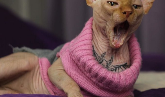 Этому коту набили татуировку, пытаясь придать «уникальность» (9 фото)