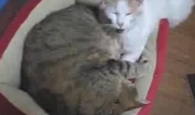 Как 2 кота спят