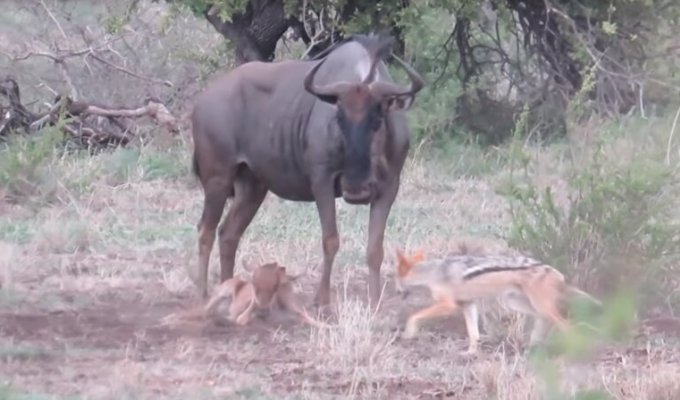 Антилопа гну чуть не убила детеныша, пытаясь защитить его от шакалов (2 фото + 1 видео)