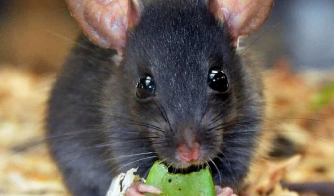 Черная крыса и интересные факты о ней (6 фото + 1 видео)