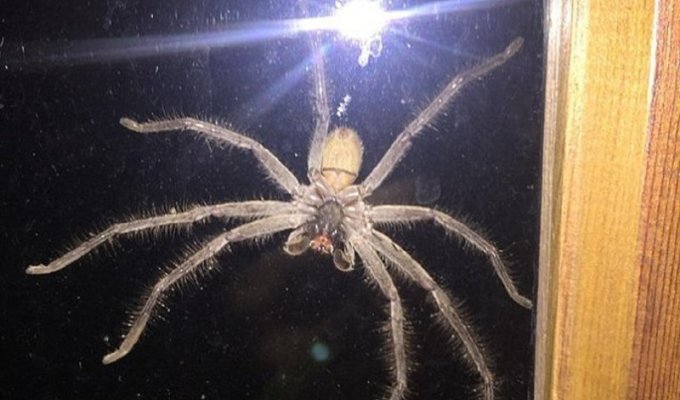 Гигантский паук напугал жителя Сиднея (4 фото)