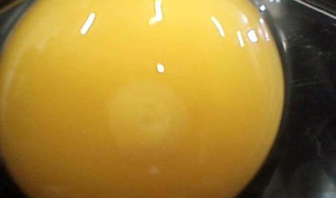 Как из яйца появляется цыпленок (30 фото)