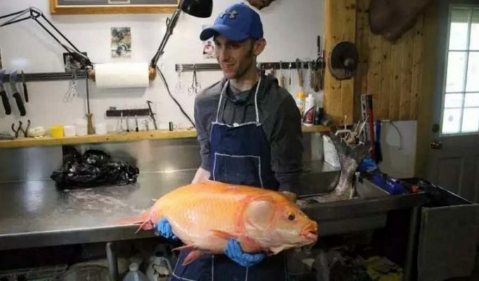 Рыбак из США смог выловить самую большую в мире «золотую» рыбку (4 фото)