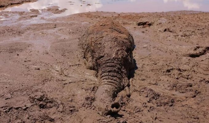 Спасение слоника из грязевой трясины (8 фото)