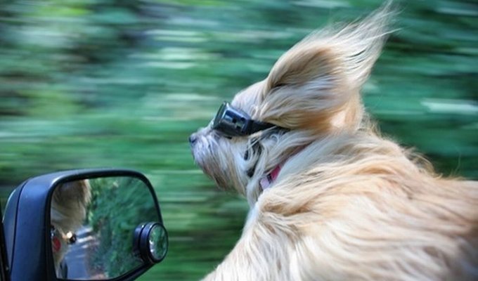 Собаки любят машины и ветер (15 фото)